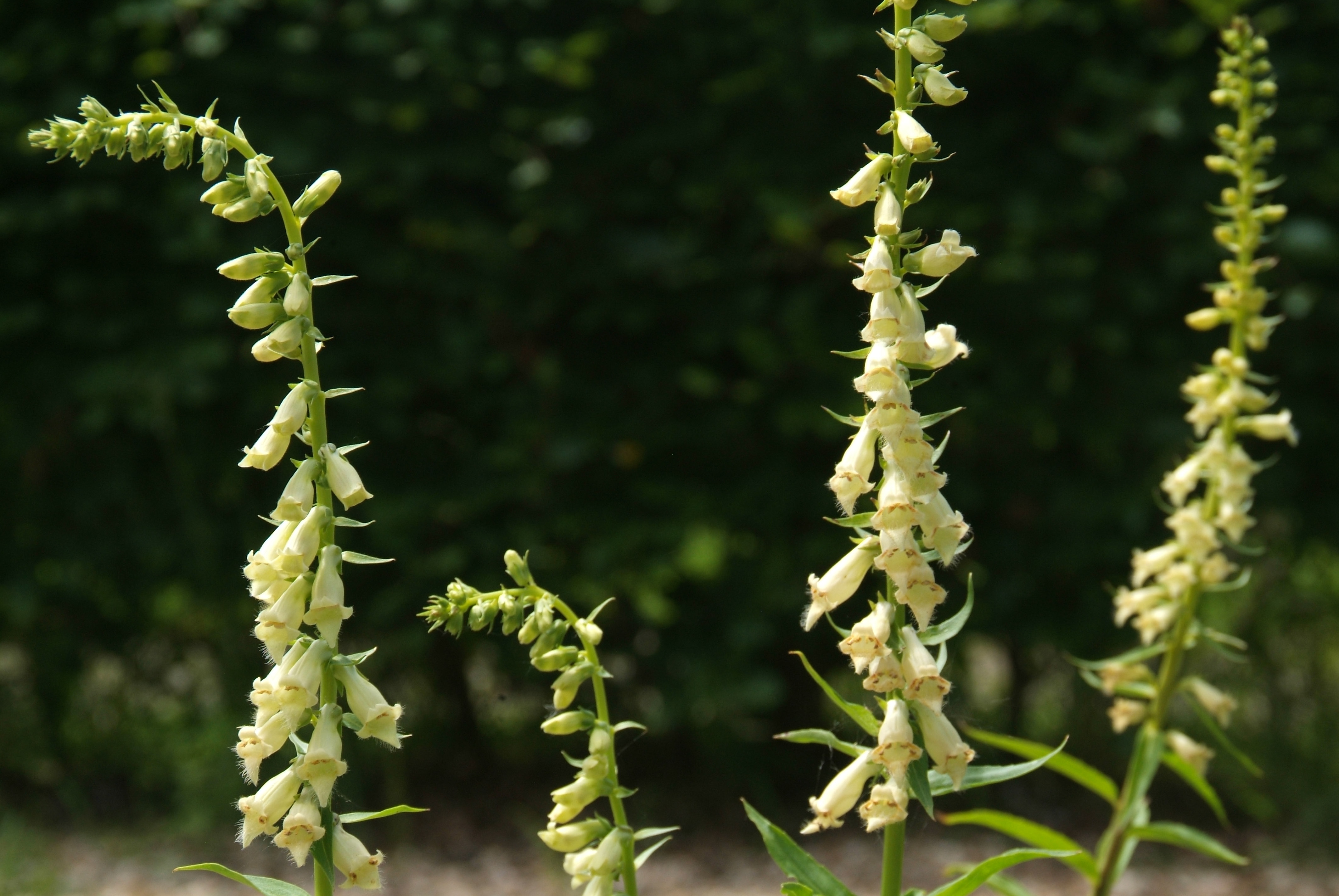 Digitalis luteaGeel vingerhoedskruid bestellen